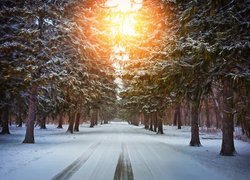 Ośnieżony las w słonecznym blasku