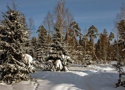 Ośnieżony las zimową porą