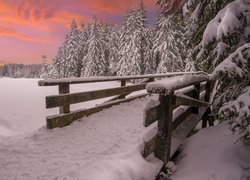 Zima, Śnieg, Drzewa, Mostek