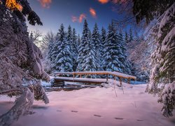 Zima, Śnieg, Drzewa, Las, Most, Drewniany, Mostek, Rzeka