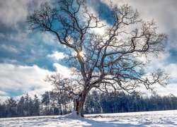 Ośnieżony stary dąb