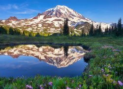 Stany Zjednoczone, Stan Waszyngton, Park Narodowy Mount Rainier, Stratowulkan Mount Rainier, Łąka, Kwiaty, Kałuża, Drzewa, Góry