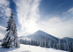 Ośnieżony świerk na wzgórzu przed zimowym górskim lasem