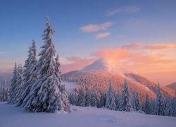Ośnieżony świerkowy las w zimowych górach o zachodzie słońca