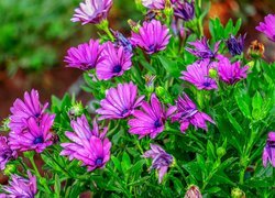 Ciemnoróżowe, Kwiaty, Osteospermum, Stokrotka afrykańska