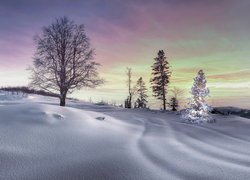 Zima, Śnieg, Drzewa, Rozświetlona, Choinka
