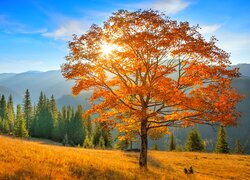Jesień, Góry, Las, Drzewo, Polana, Niebo, Promienie słońca