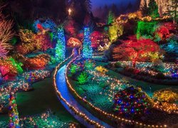 Oświetlony kolorowymi światełkami ogród w Brentwood Bay