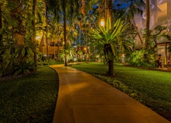 Oświetlony park z palmami w mieście Pattaya w Tajlandii