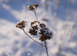 Oszroniona sucha roślina zimą