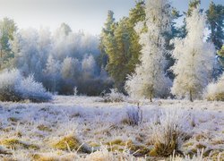 Oszroniona trawa i drzewa na polanie