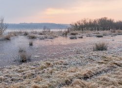 Oszroniona trawa i drzewa nad stawem o poranku