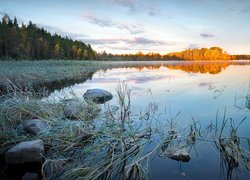 Jezioro Ładoga, Drzewa, Trawa, Kamienie, Brzeg, Karelia, Rosja