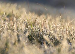 Oszroniona trawa na rozmytym tle