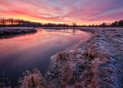 Oszroniona trawa nad rzeką