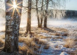 Zima, Brzozy, Drzewa, Śnieg, Trawa, Promienie słońca