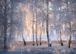 Zima, Śnieg, Las, Drzewa, Brzozy