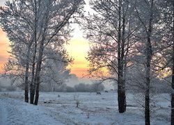 Zima, Łąka, Drzewa, Konie, Zachód słońca