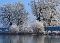 Oszronione drzewa i krzewy na brzegu rzeki