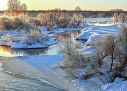 Oszronione drzewa i krzewy nad rzeką