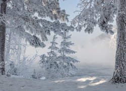 Zima, Śnieg, Szron, Ośnieżone, Drzewa, Las