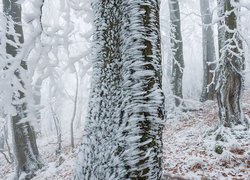 Zima, Śnieg, Szron, Drzewa, Las