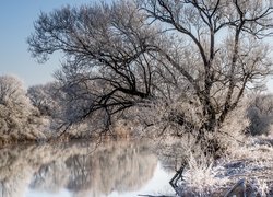 Oszronione drzewa i trawa nad jeziorem