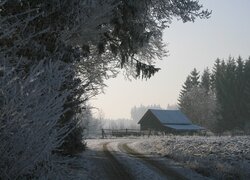 Zima, Oszronione, Drzewa, Droga, Szopa