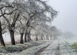 Oszronione drzewa i trawa przy zamglonej polnej drodze