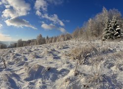 Oszronione drzewa i trawy na wzgórzu