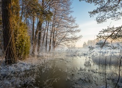 Jezioro, Drzewa, Szron, Przymrozek, Trawa, Mgła