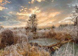 Oszronione drzewa i trawy nad zamarzniętym stawem