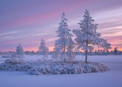 Oszronione drzewa i trawy pod kolorowym niebem