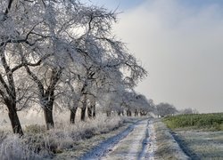 Oszronione, Drzewa, Droga, Zima