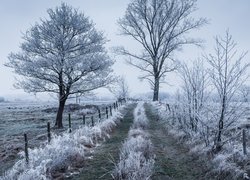 Zima, Pola, Drzewa, Rośliny, Droga, Polna, Ogrodzenie