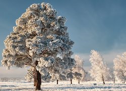 Oszronione drzewa na polu