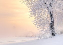 Oszronione drzewa na zamglonym polu