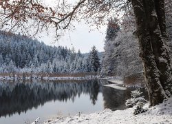 Oszronione drzewa nad brzegiem jeziora