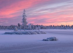 Rosja, Karelia, Jezioro, Ładoga, Drzewa, Chmury, Zima