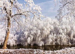 Zima, Oszronione, Drzewa, Rzeka
