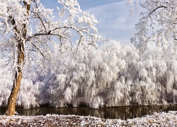 Oszronione drzewa nad rzeką