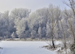 Oszronione drzewa nad zamarzniętą rzeką