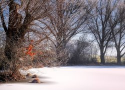 Oszronione drzewa nad zamarzniętym zaśnieżonym stawem