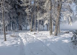 Oszronione drzewa przy drodze leśnej