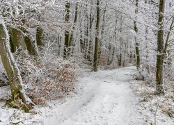 Zima, Las, Oszronione, Drzewa, Krzewy, Droga