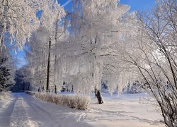 Zima, Śnieg, Droga, Oszronione, Drzewa, Gałęzie