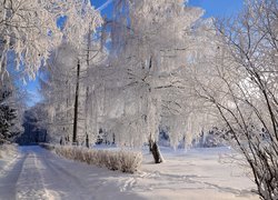 Oszronione drzewa przy drodze w słonecznym blasku