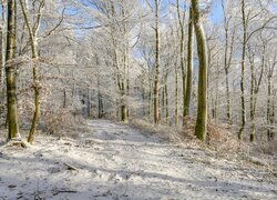 Oszronione drzewa przy drodze w słonecznym lesie