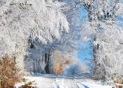 Oszronione drzewa przy leśnej drodze zimą