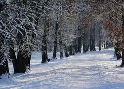 Oszronione drzewa przy zaśnieżonej drodze w lesie